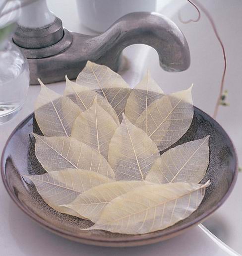 Soap Leaves